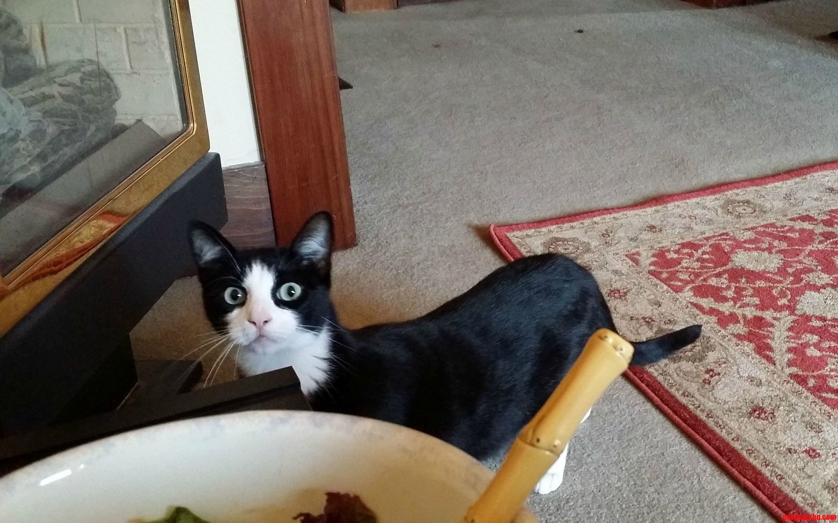 My Girlfriend Was Housepet Sitting and Sent Me This Picture of Herbie.