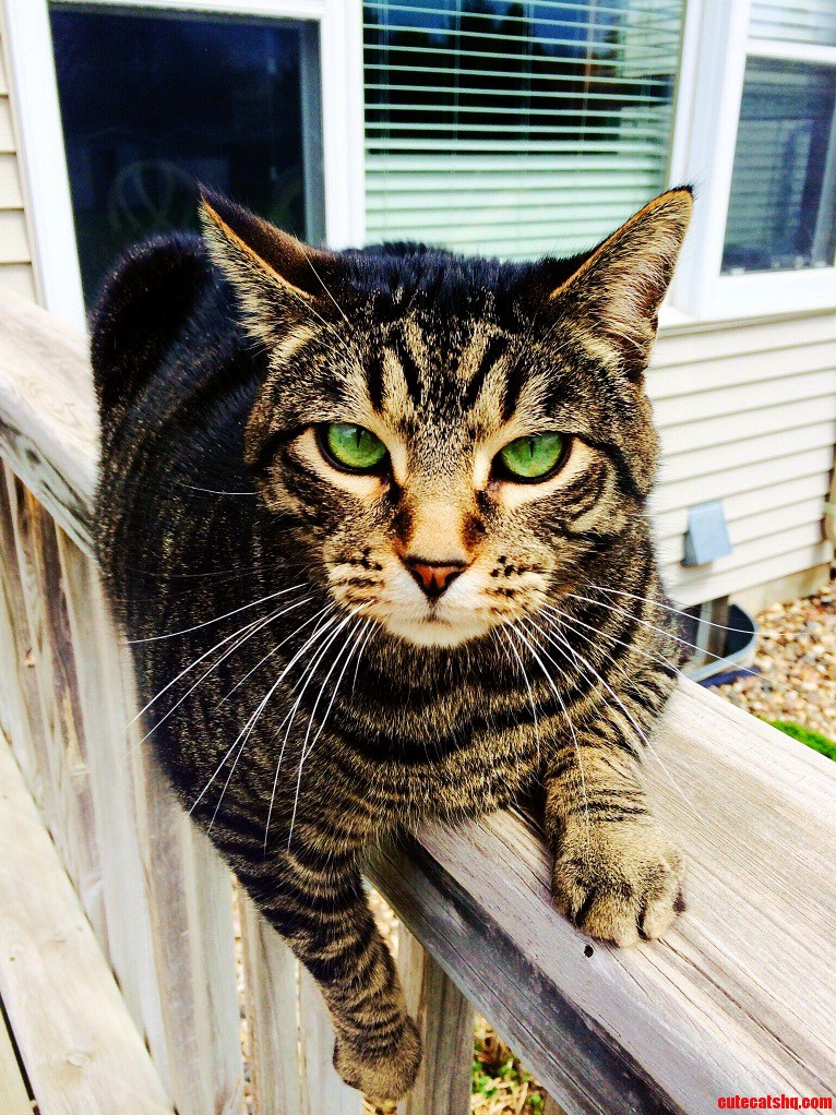 My Guppy Is the Coolest Looking Cat I Ve Ever Seen.