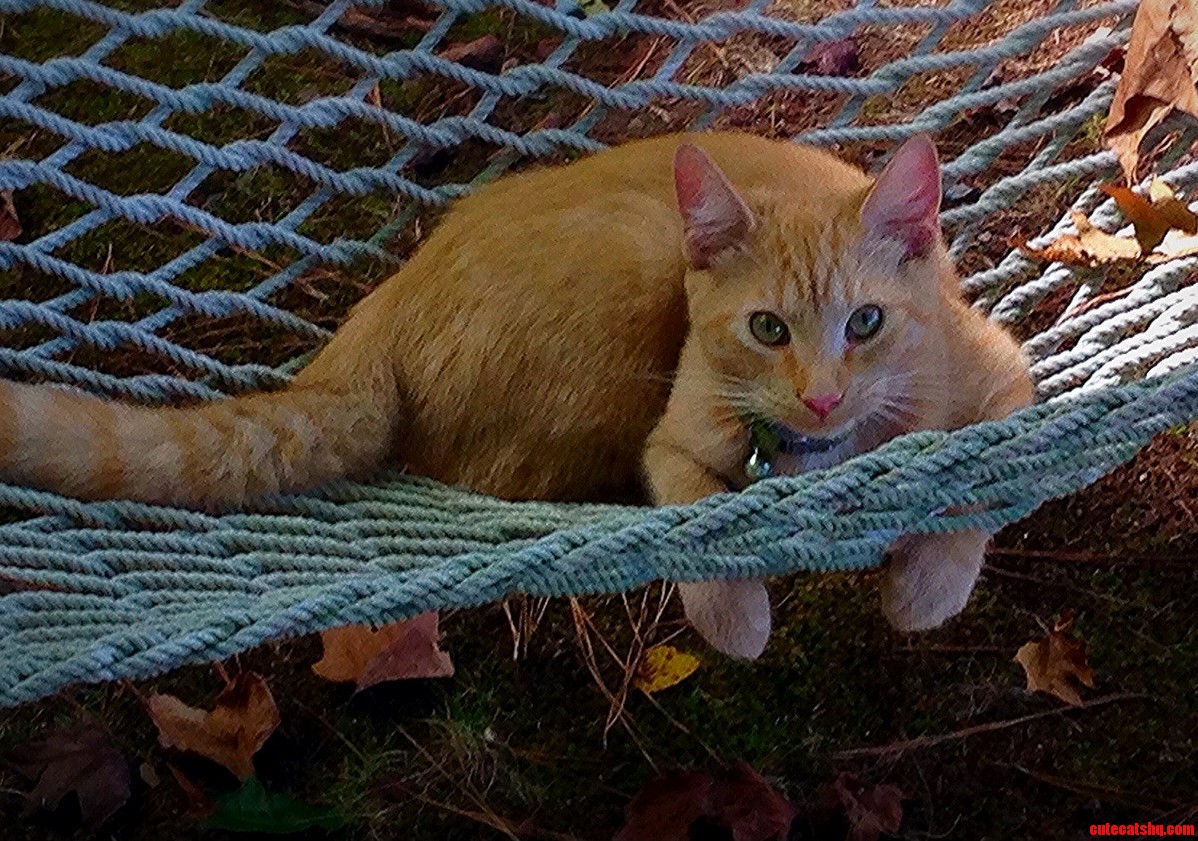 My Handsome 6-toed Kitten Hemingway Lounging in My Hammock
