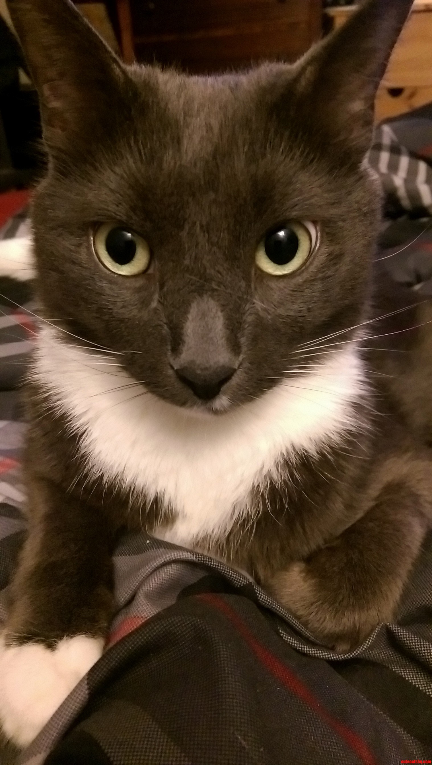My Handsome Boy Zephyr.