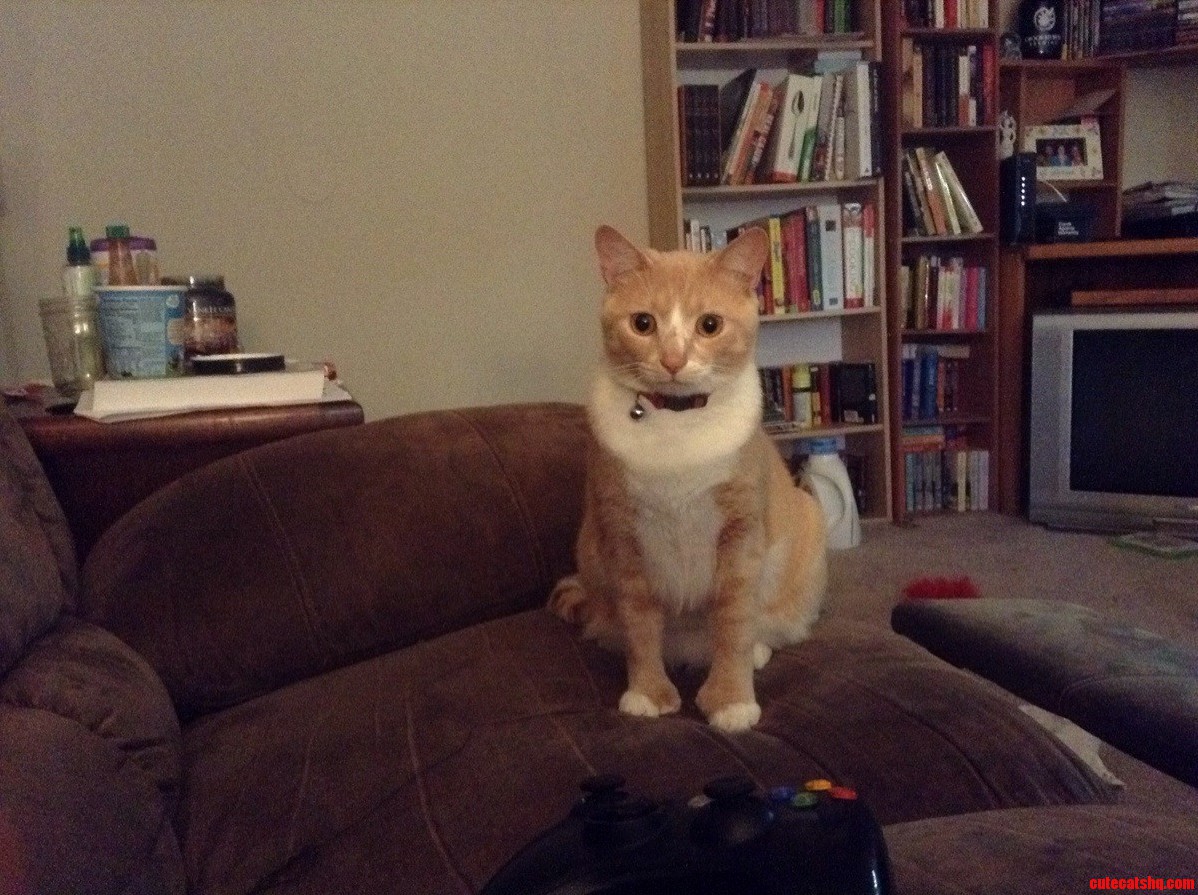 My Handsome Butterball
