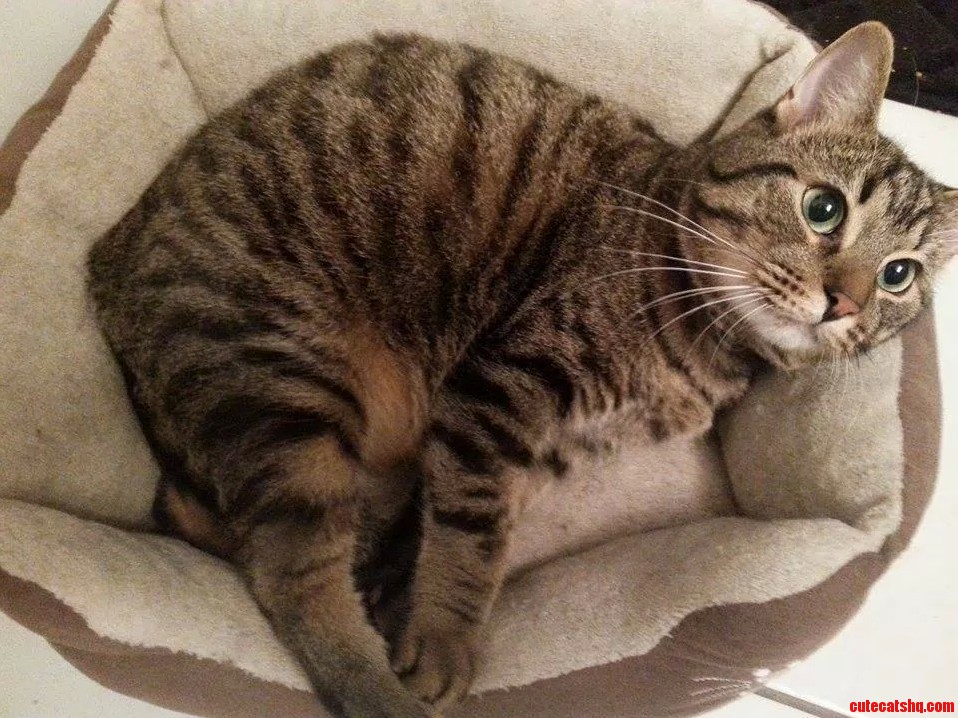 My Kitteh.