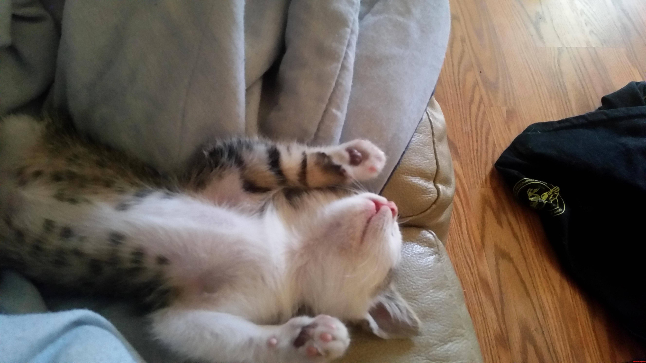 My Kitten All Nipped Out