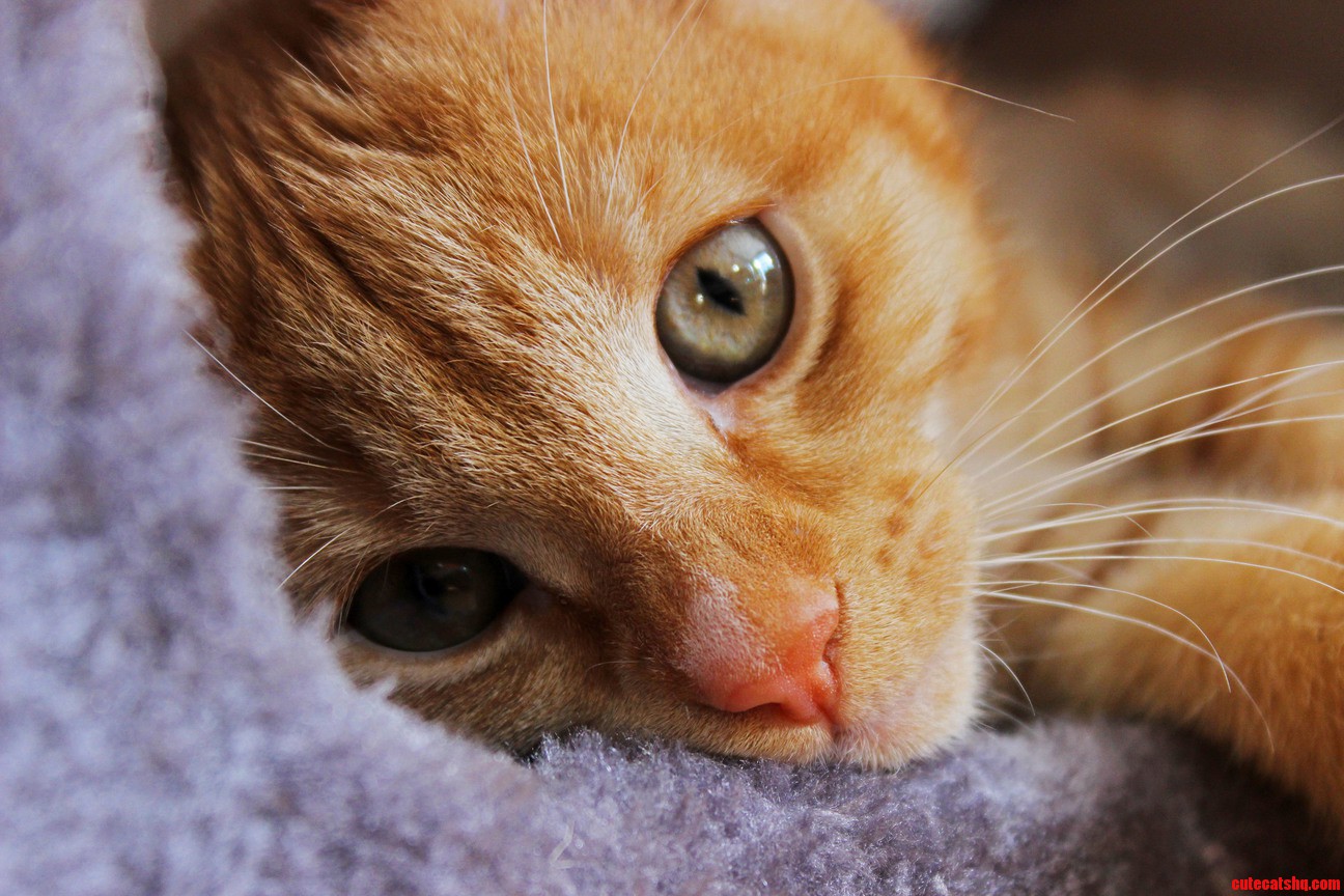 My Kitten Leonard