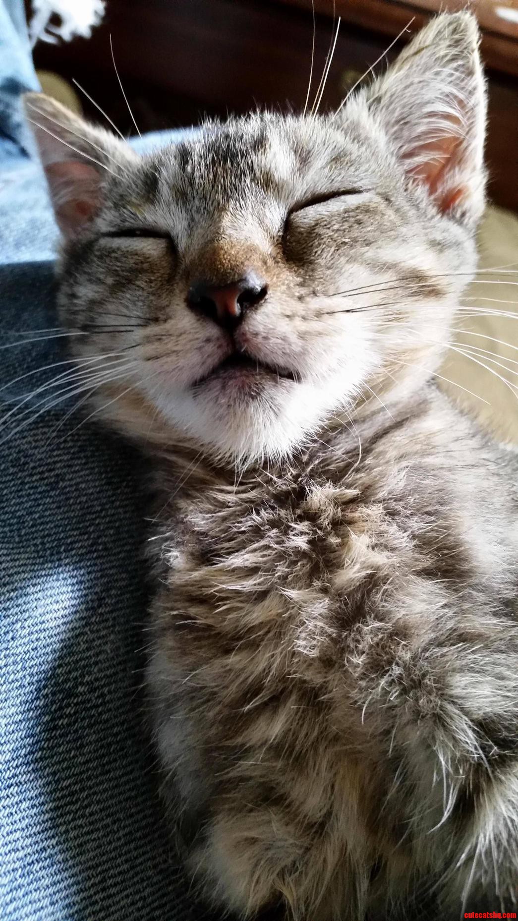 My Kitten Pantoufle