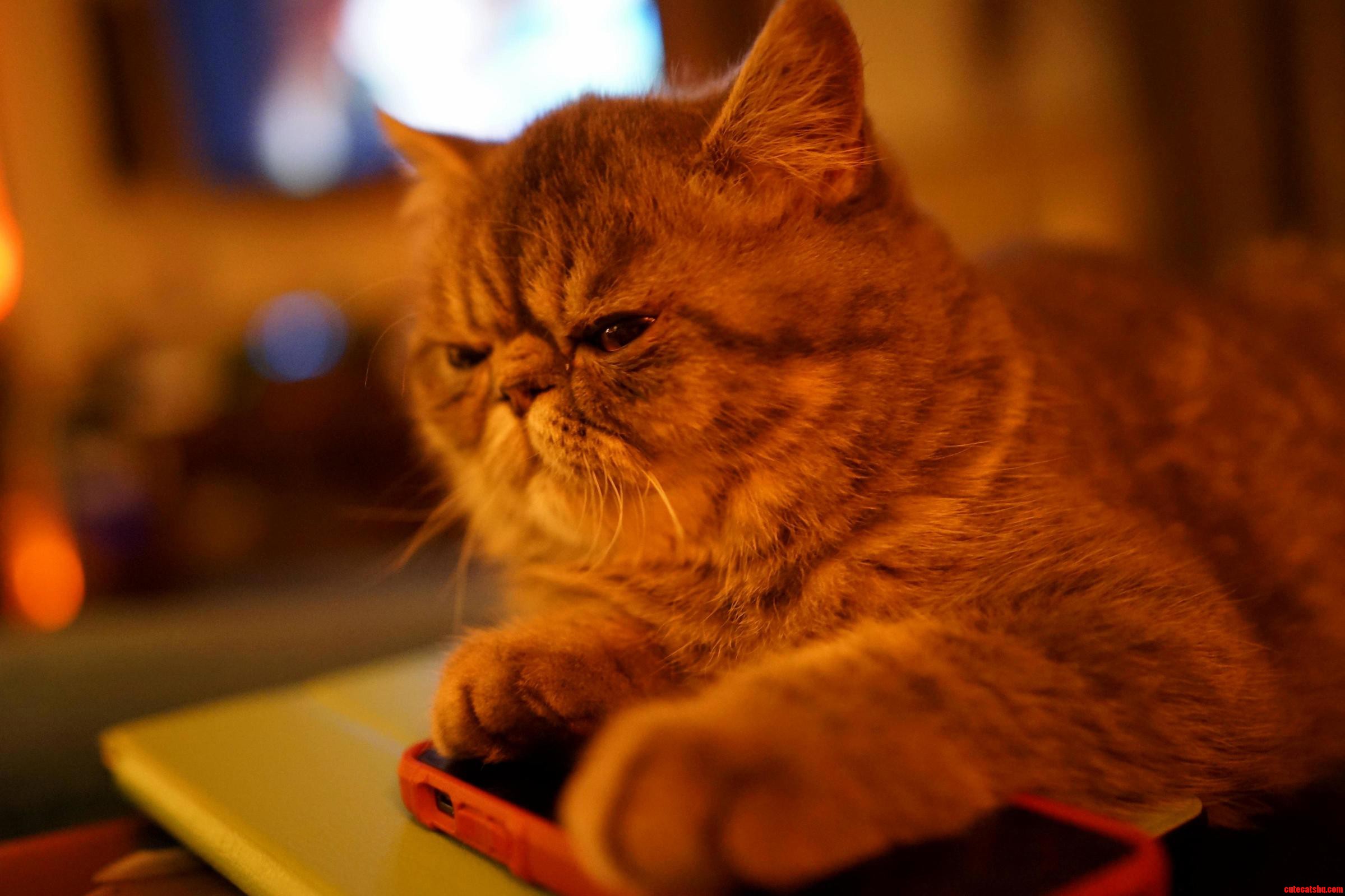 My Kitten Penelope Hates Technology and Looks Like Wilford Brimley