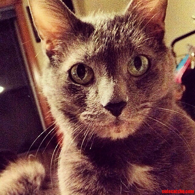 My Kitty for the World to See. His Name Is Smokey and He Is 15 Years Old Say Hello