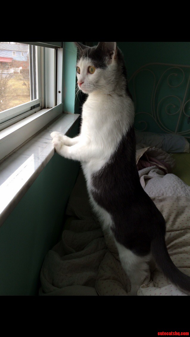 My Kitty Mel