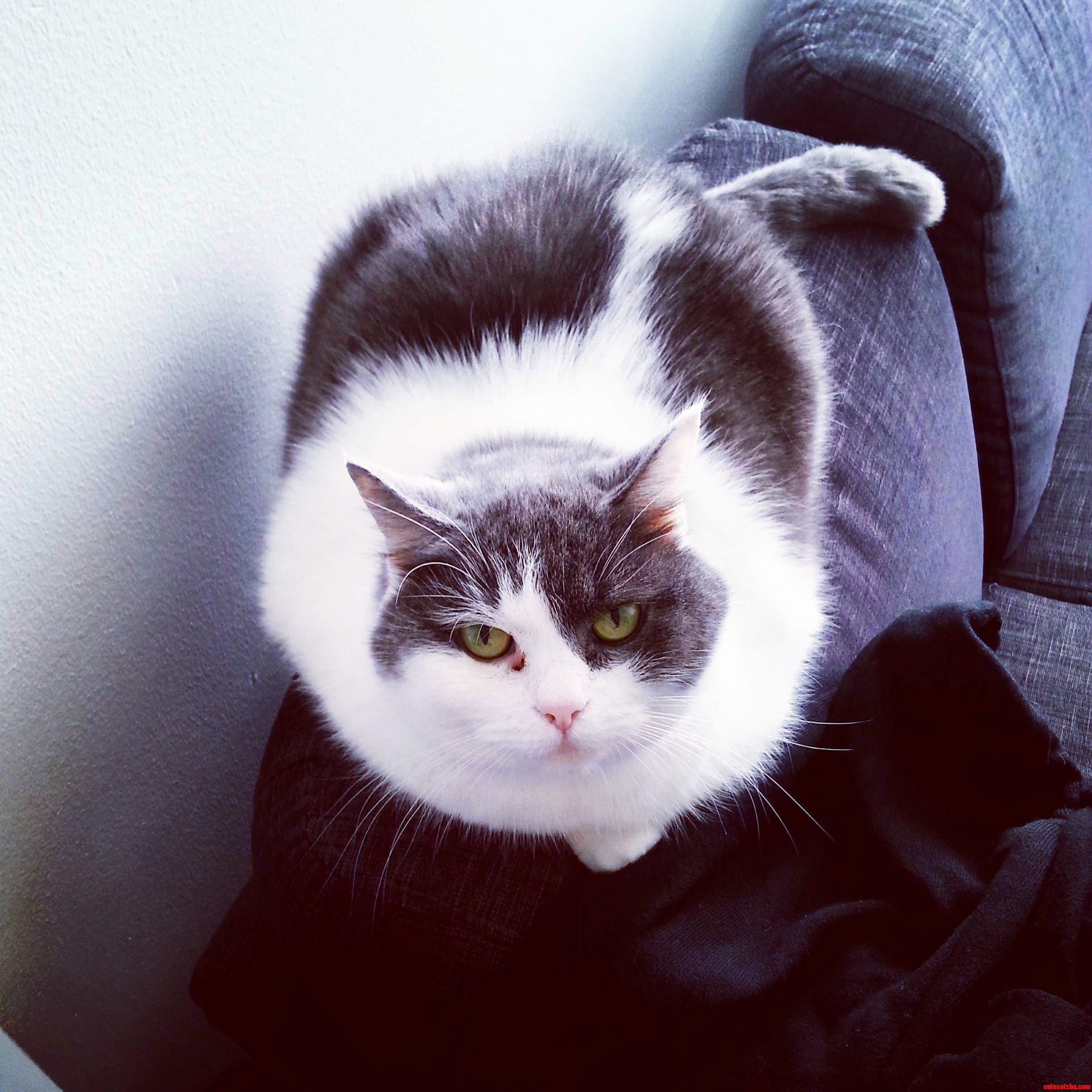 My Little Ball of Fur 3