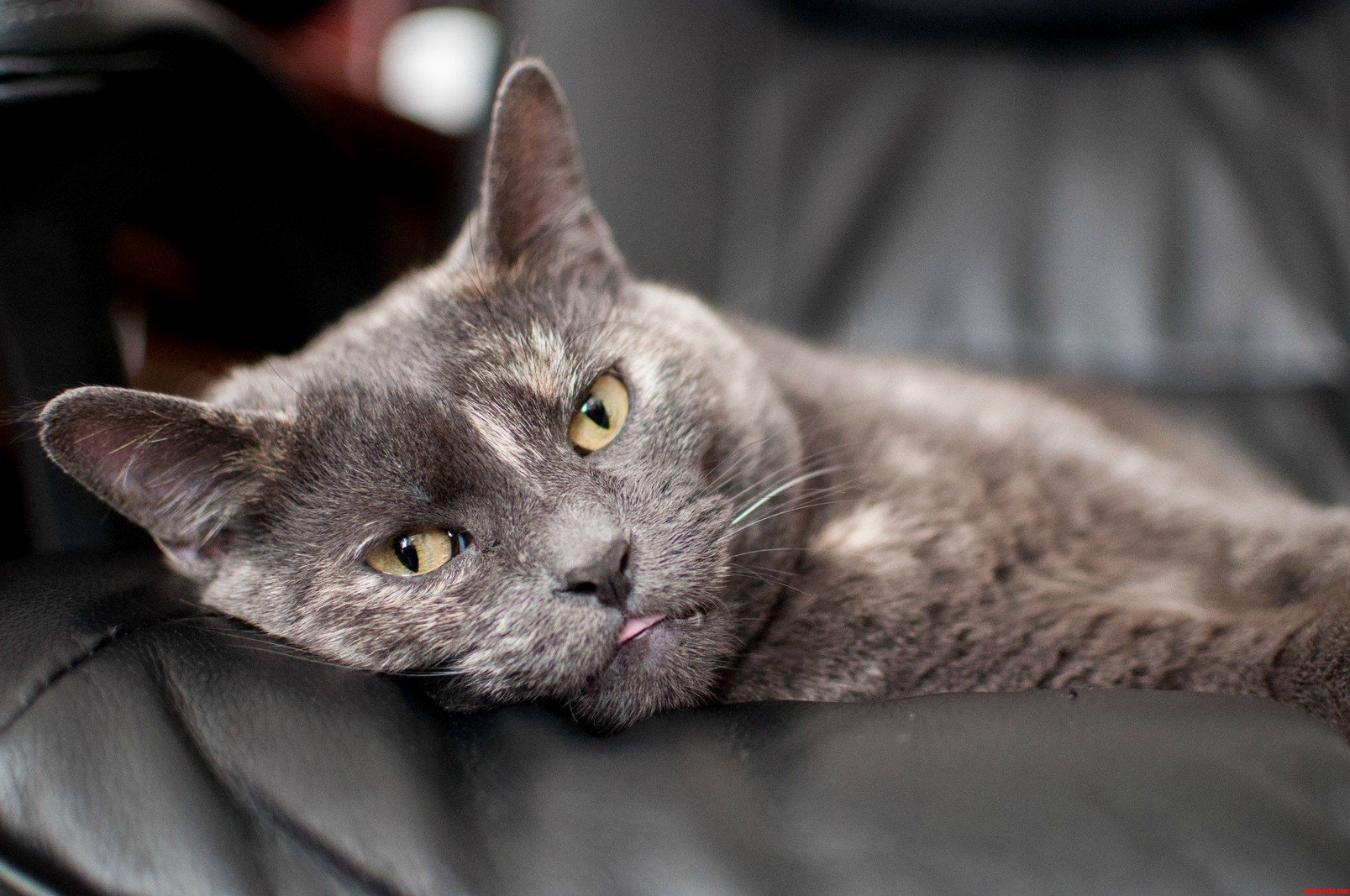 My Little Executive Blep.