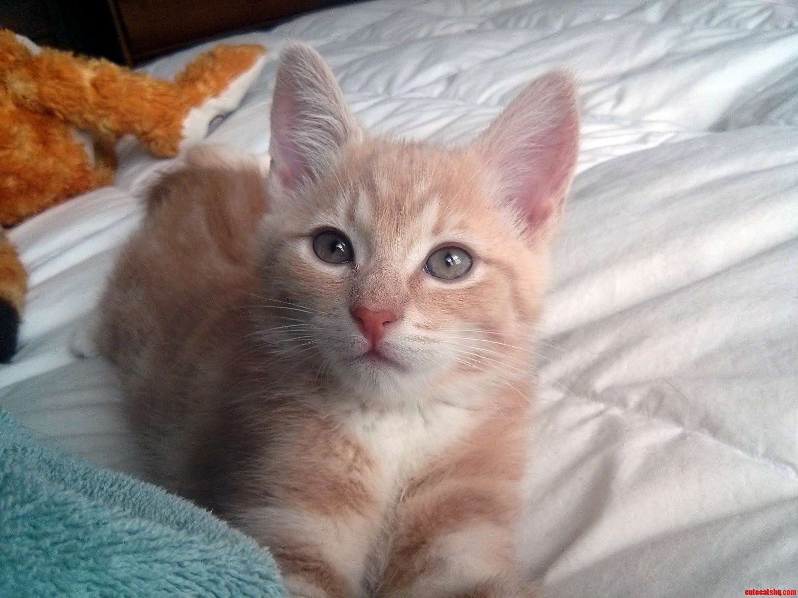 My Little Frodo at 9 Weeks Old