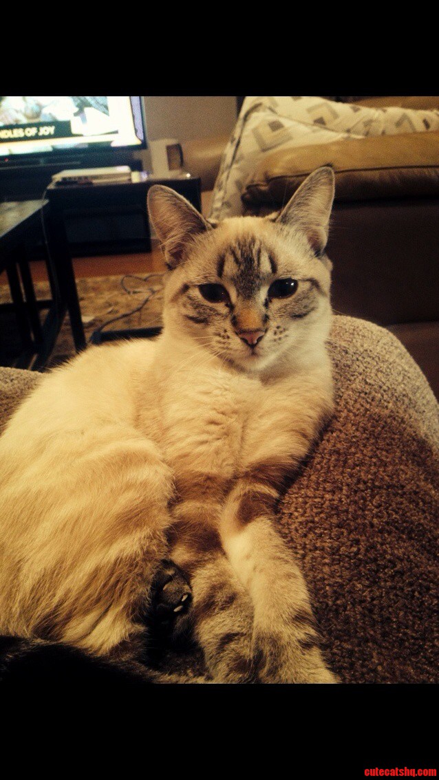 My Lynx Point Siamese Never Leaves My Lap.