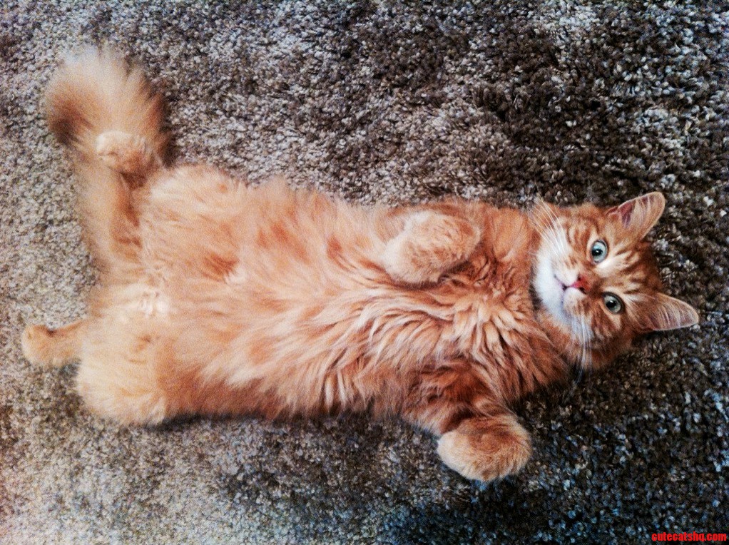 My Majestic Ball of Fluff Dex