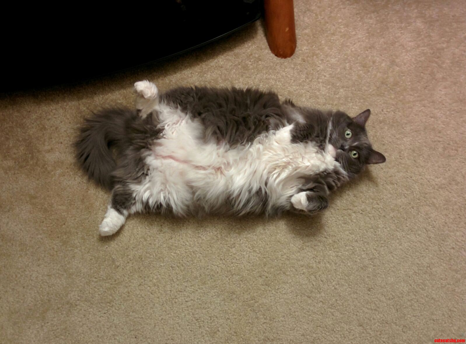 My Majestic Beast
