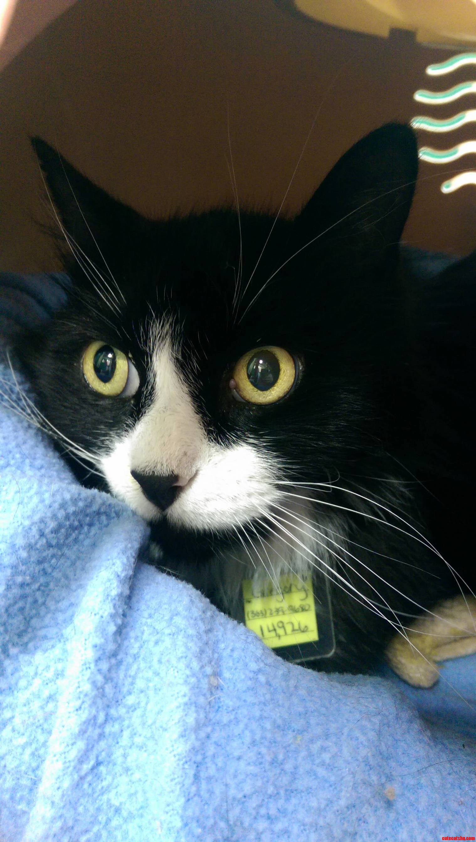My Name Is Gregory and I Need a Forever Home