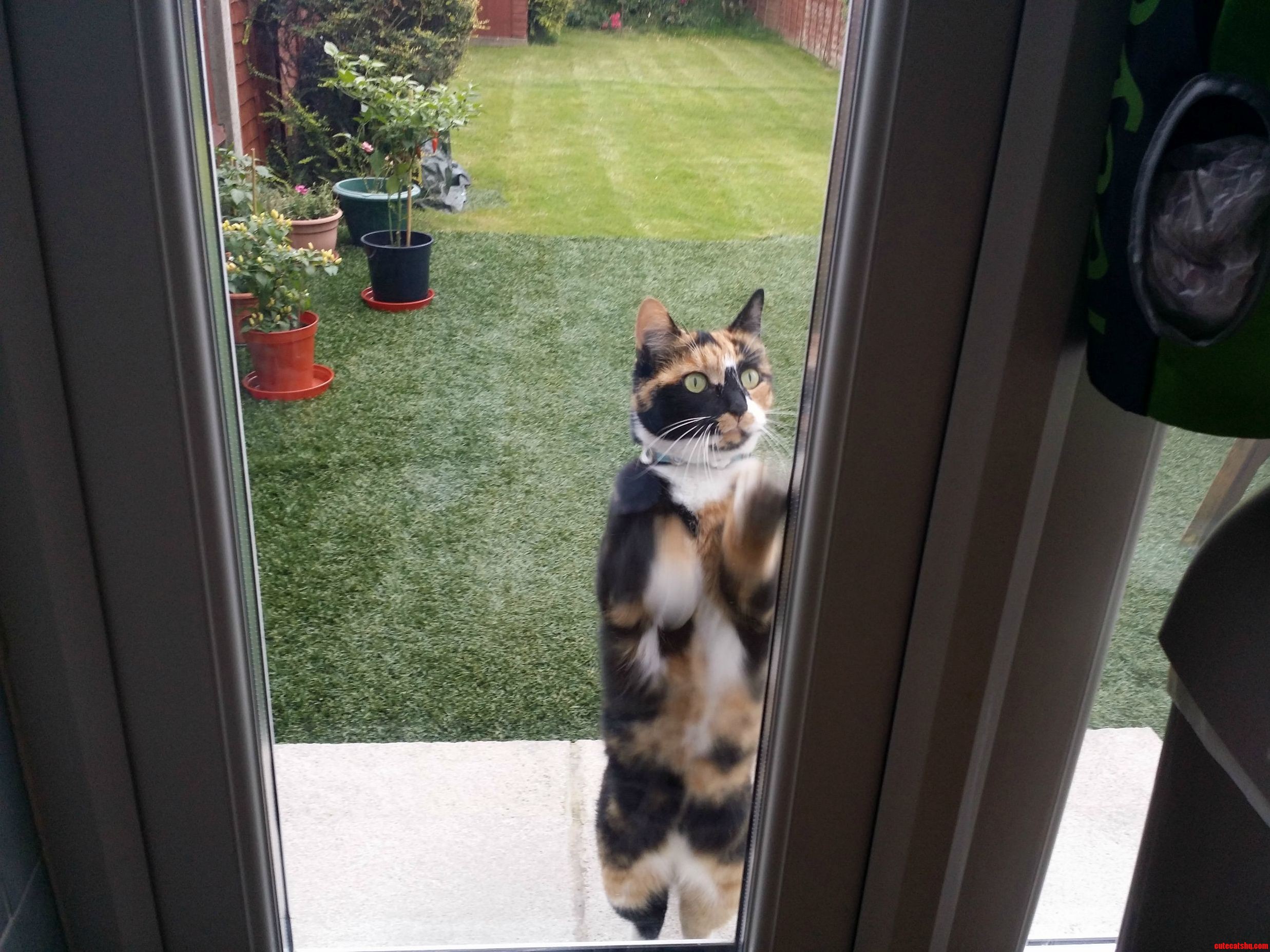 My Neighbours Cat Wants to Come In..