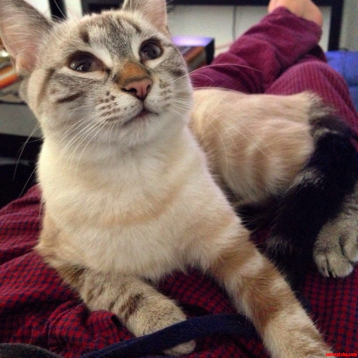 My New Best Friend. She Is Always in My Lap and I Couldnt Be Happier.