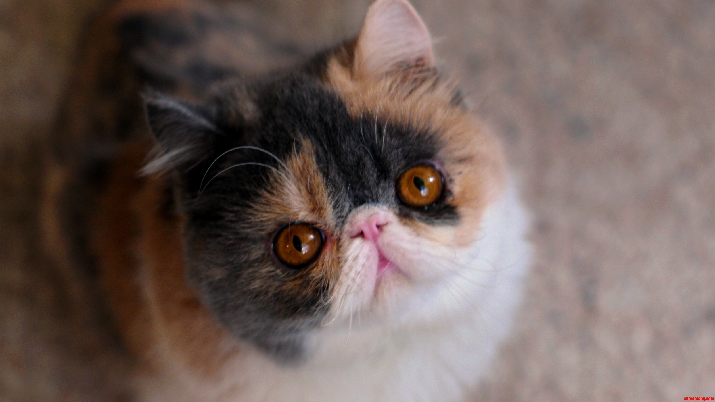 My New Flat Face Cat