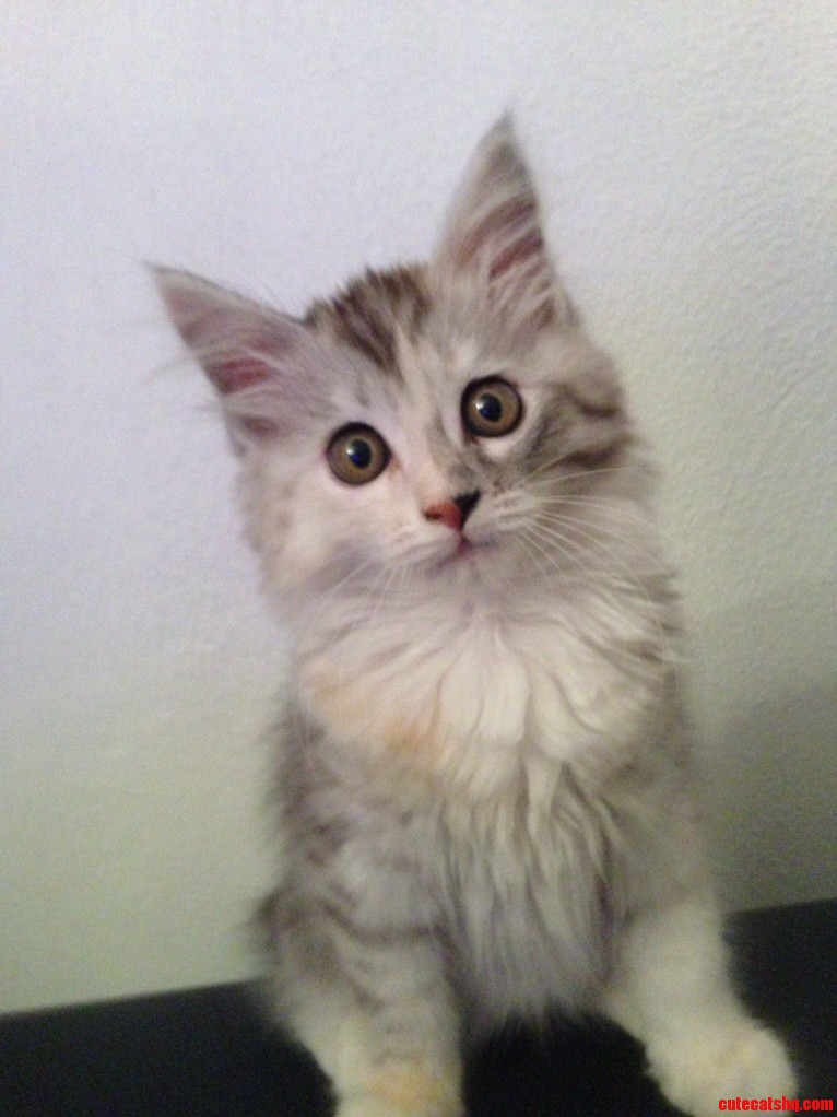 My New Gorgeous Kitten