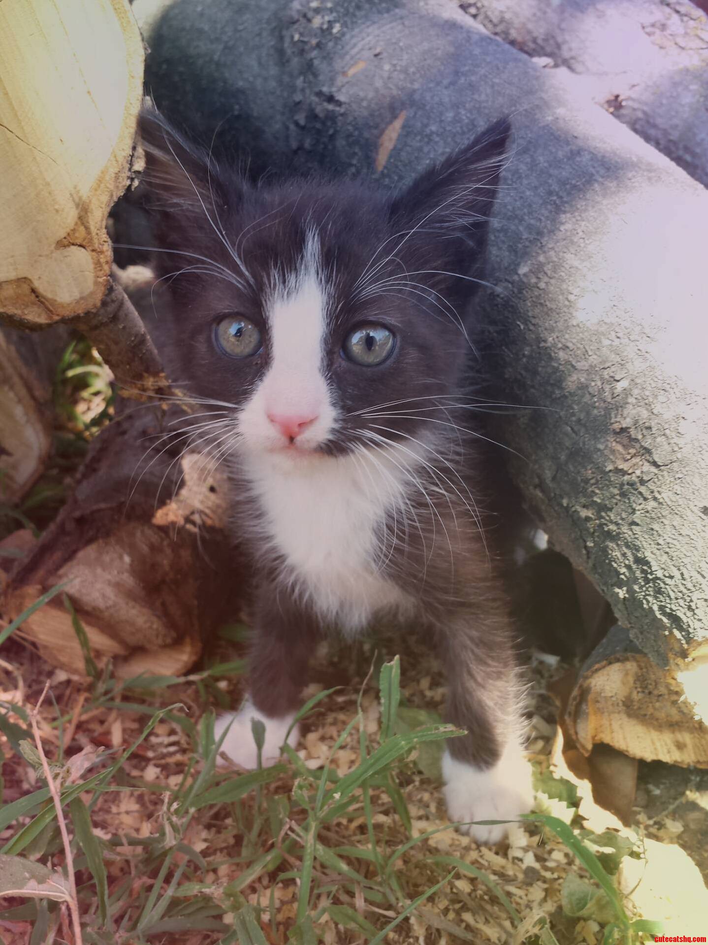My New Rescue Kitten.