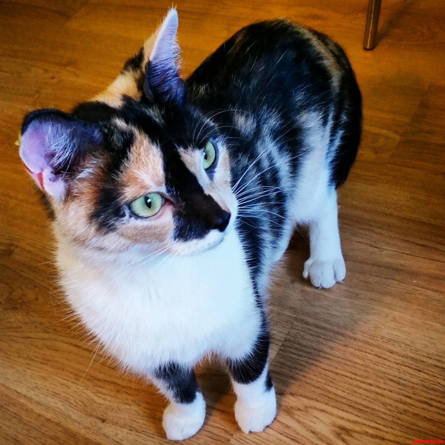 My Newest Foster Shes Such an Affectionate Kitty.