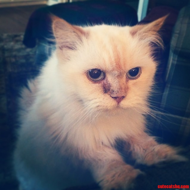 My Parents Himalayan Mix Mille. .