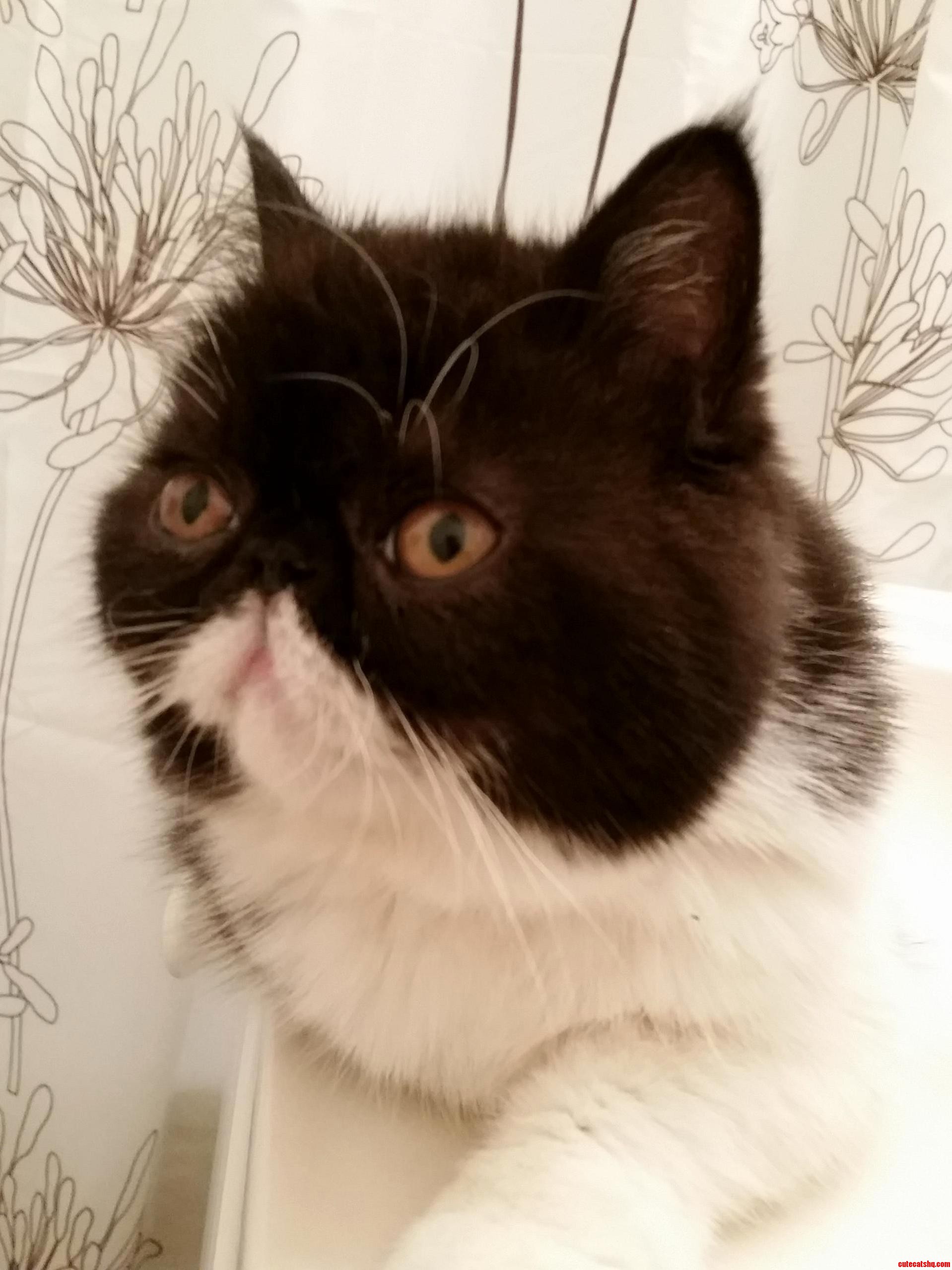 My Persian Puffin