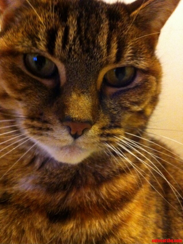 My Photogenic Cat Kitty