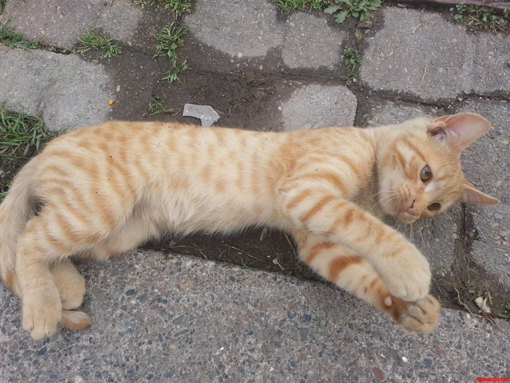 My Playful Cat Tiger