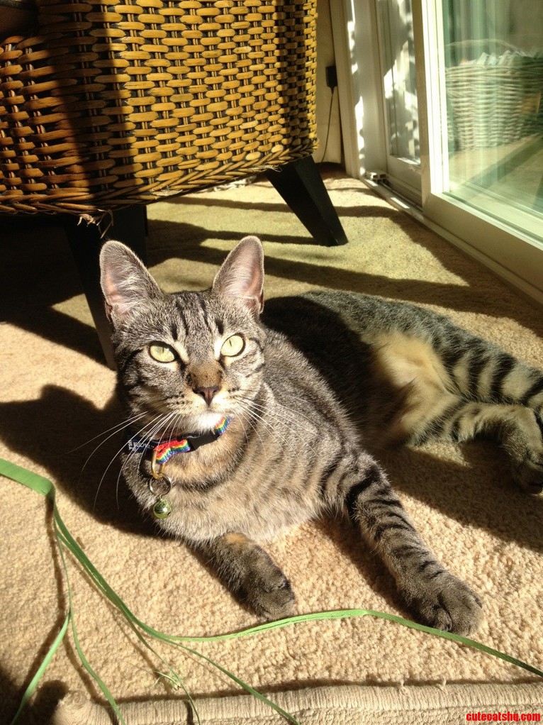 My Pride Kitty