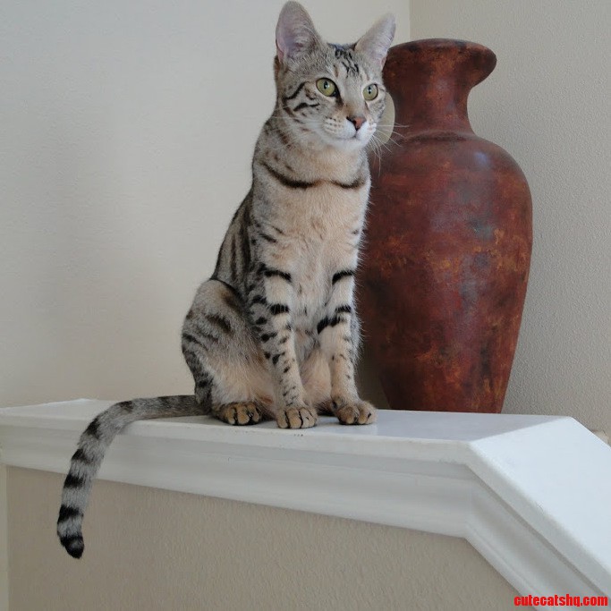 My Silver Girl...