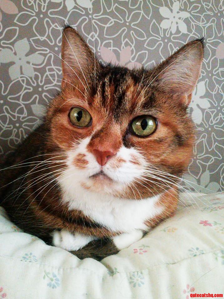 My Sleepbuddy M. She Guards My Sleep on a Pillow Next to My Head.