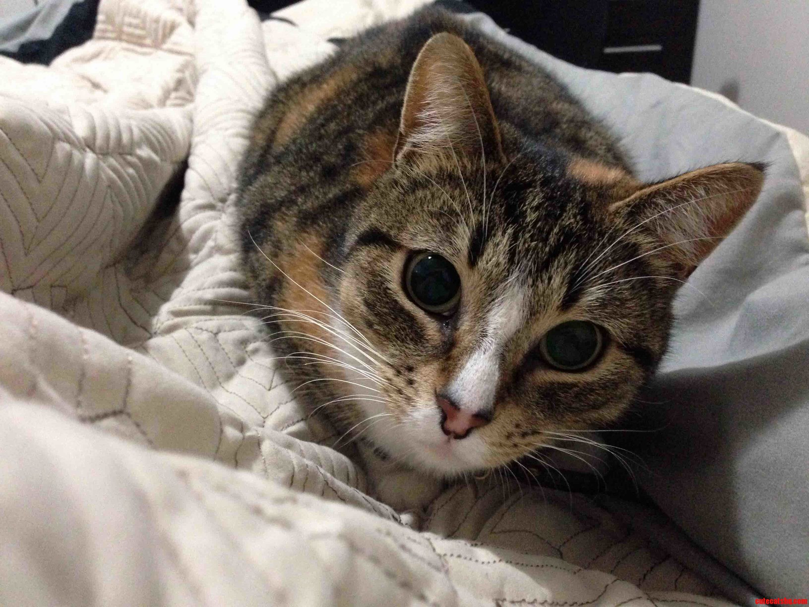 My So Has a Cute Cat.