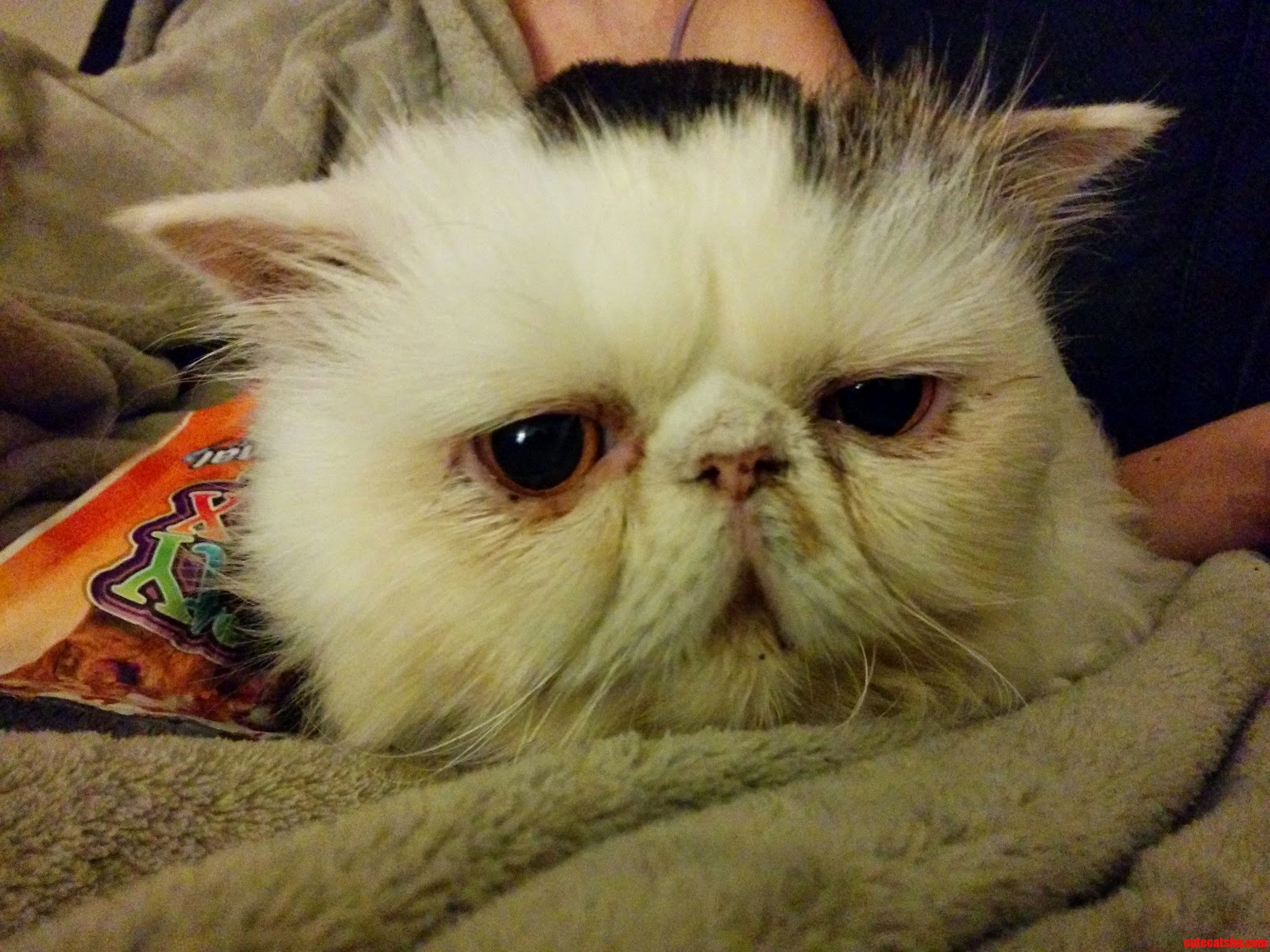 My Sweet Baby Sherlock