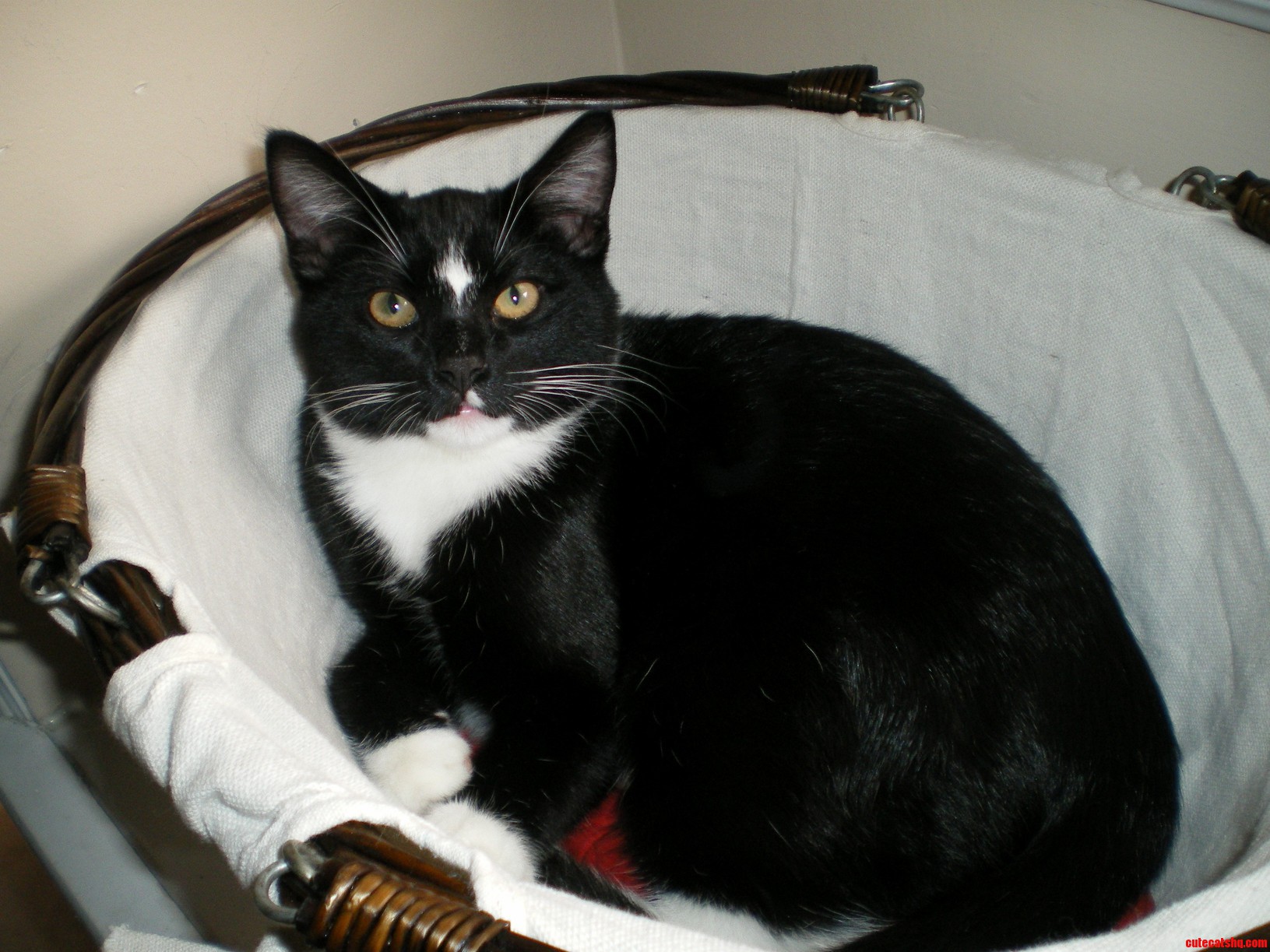My Tuxie Has Upgraded from a Napkin Holder to a Gift Basket