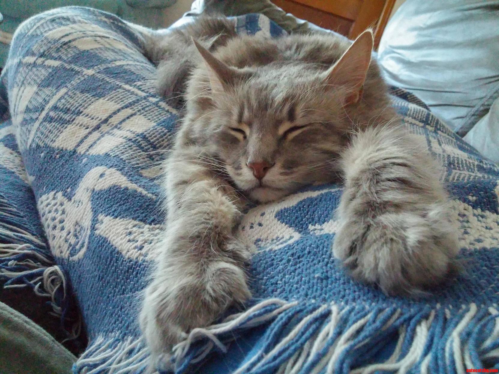 My Wally Kitty Keeping Me Company When I Dont Feel Well.