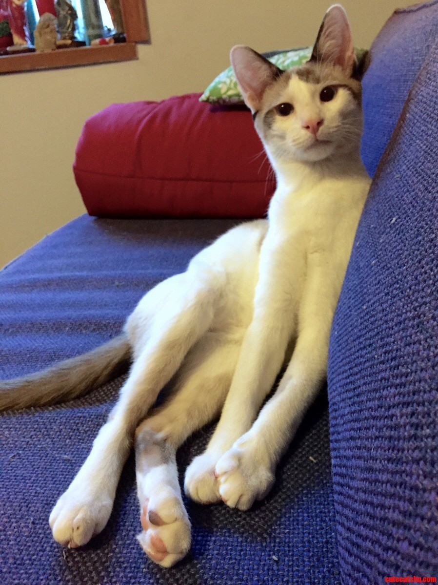 Nathan Jr. Has Long Legs for a Kitten