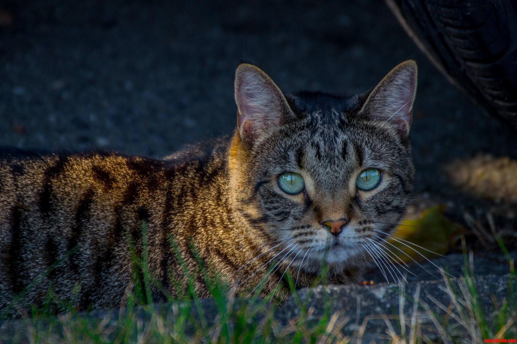Neighborhood Cat That Teases Me As It Passes Through My Yard...