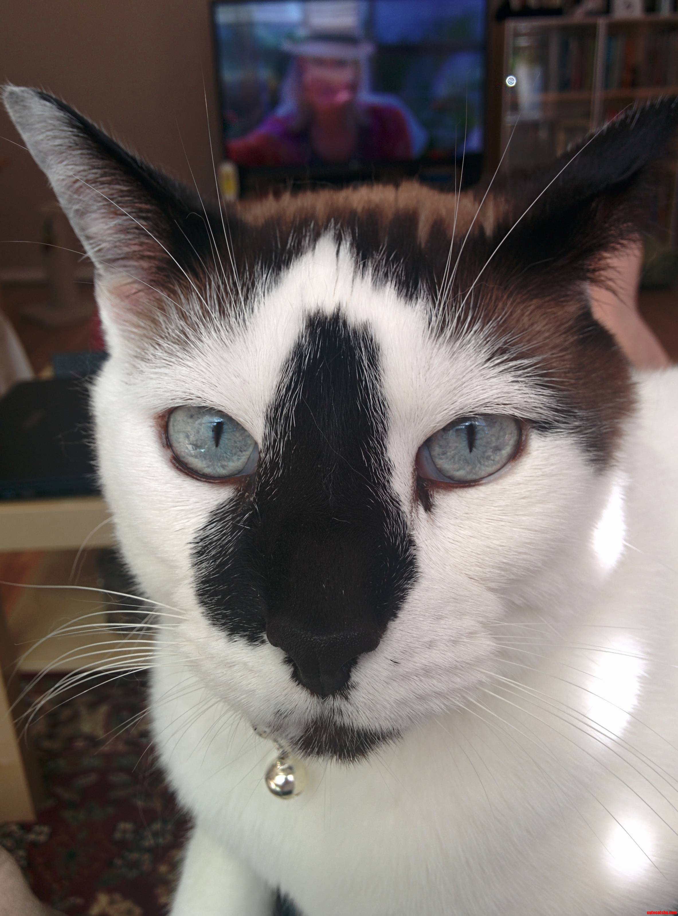 Newman Giving Me His Best Blue Steel .