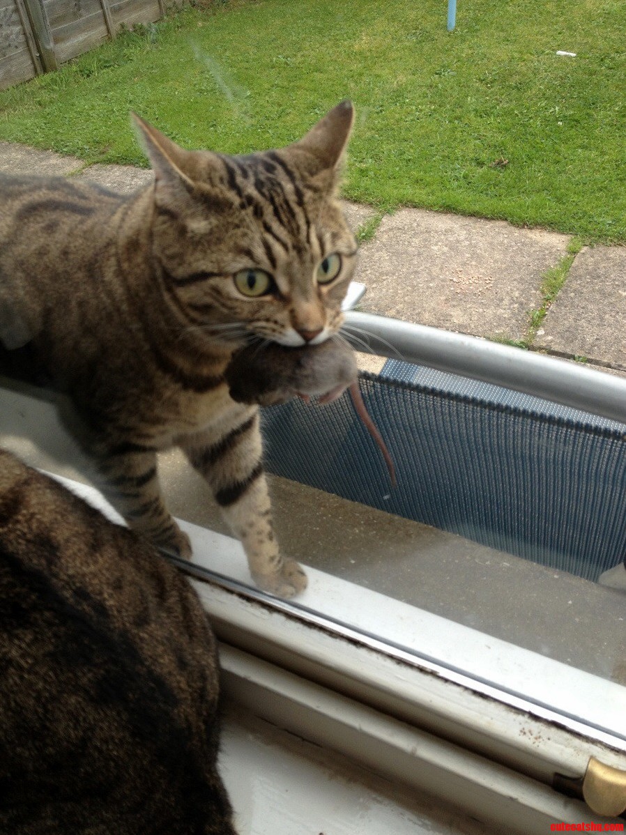 No Rubix You Cannot Come In.