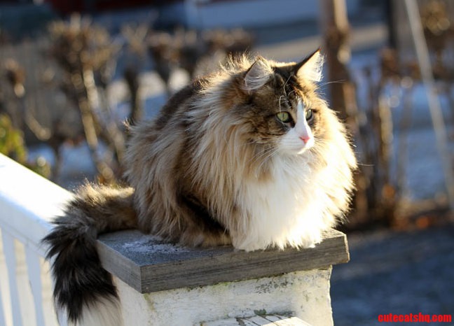 Norwegian Forest Cat Is So Fluffy