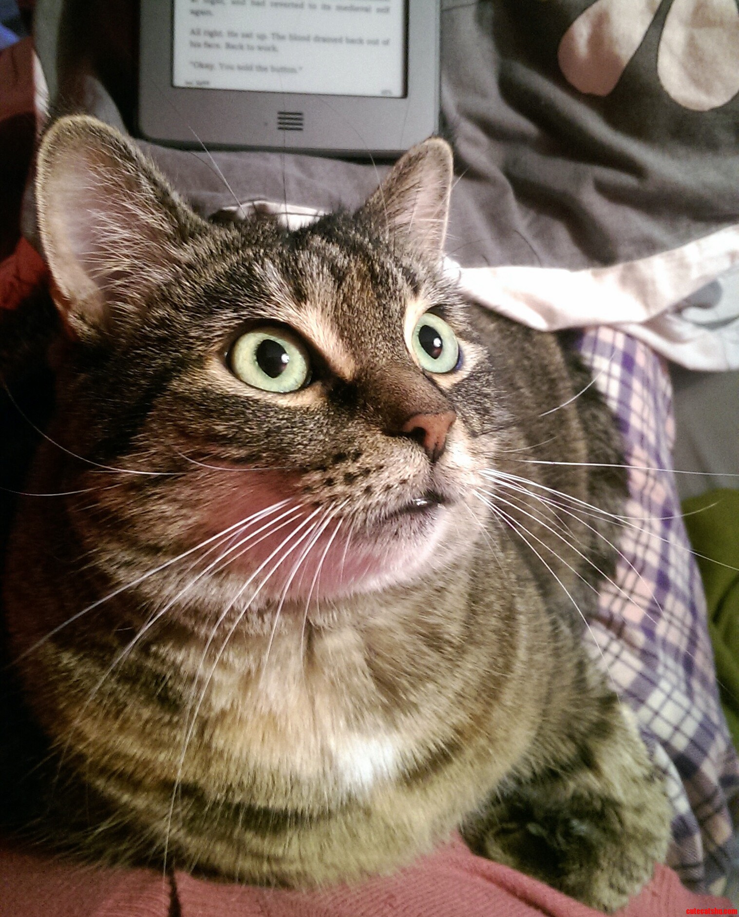 Occupation Cat Pillow.