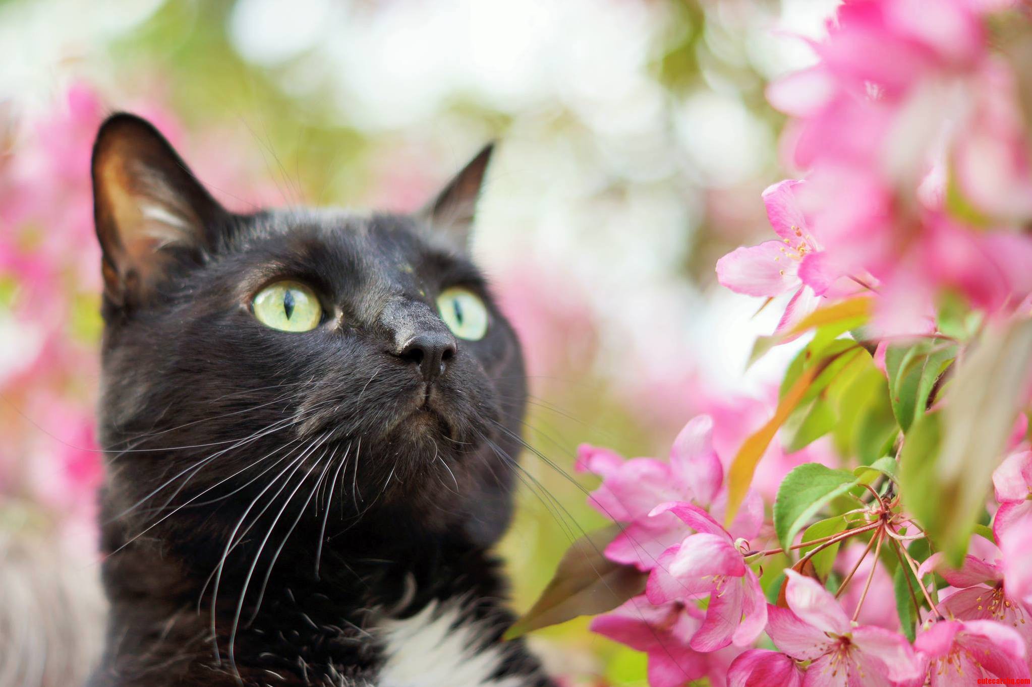 Oliver Enjoying the Backyard After Recovering from Leg Surgery.