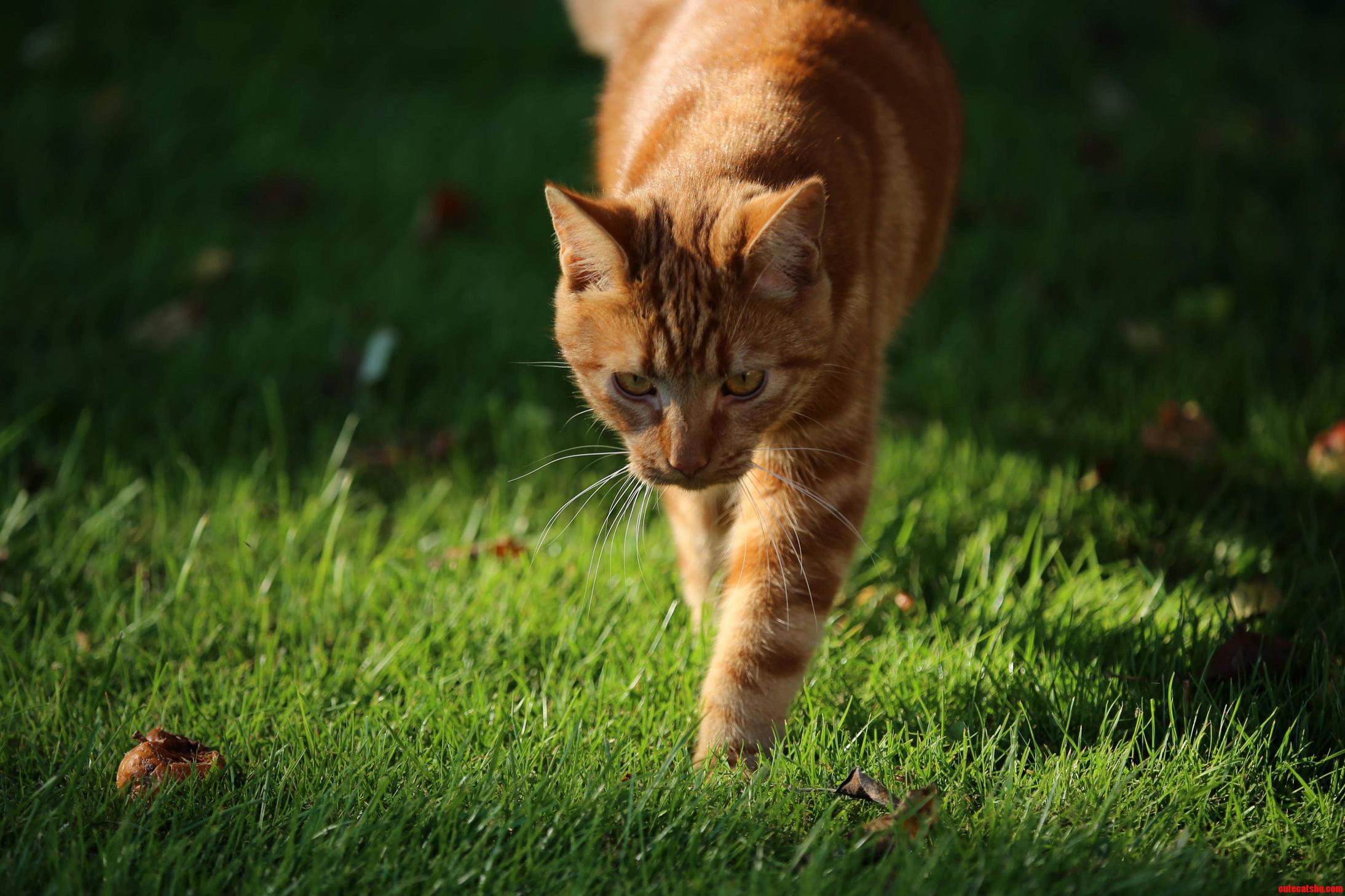 On the Hunt