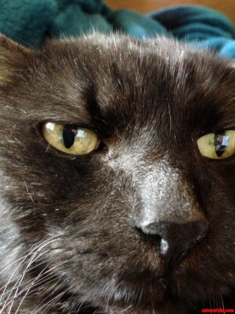 Once Again Bear.