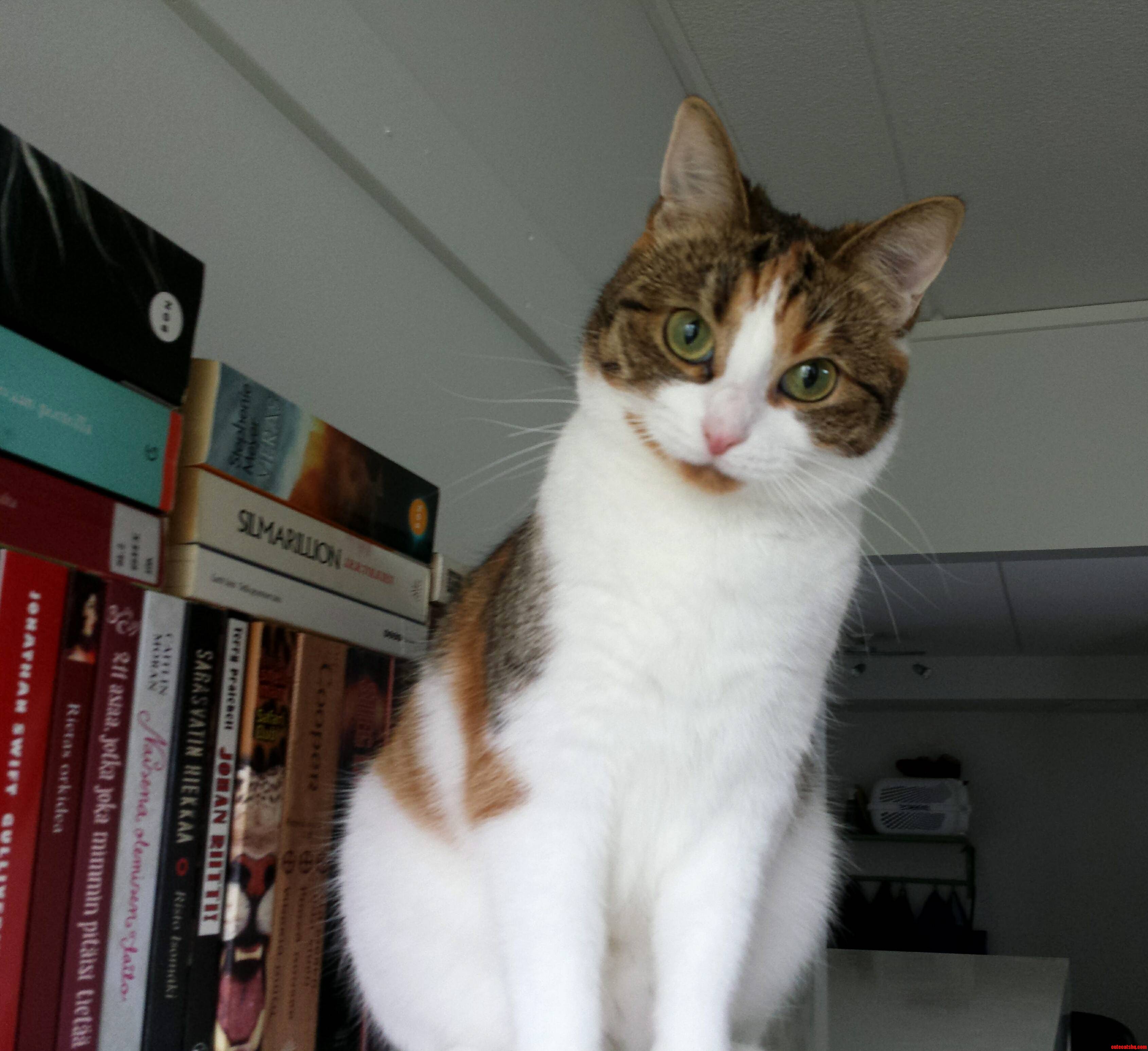 One Curious Cat