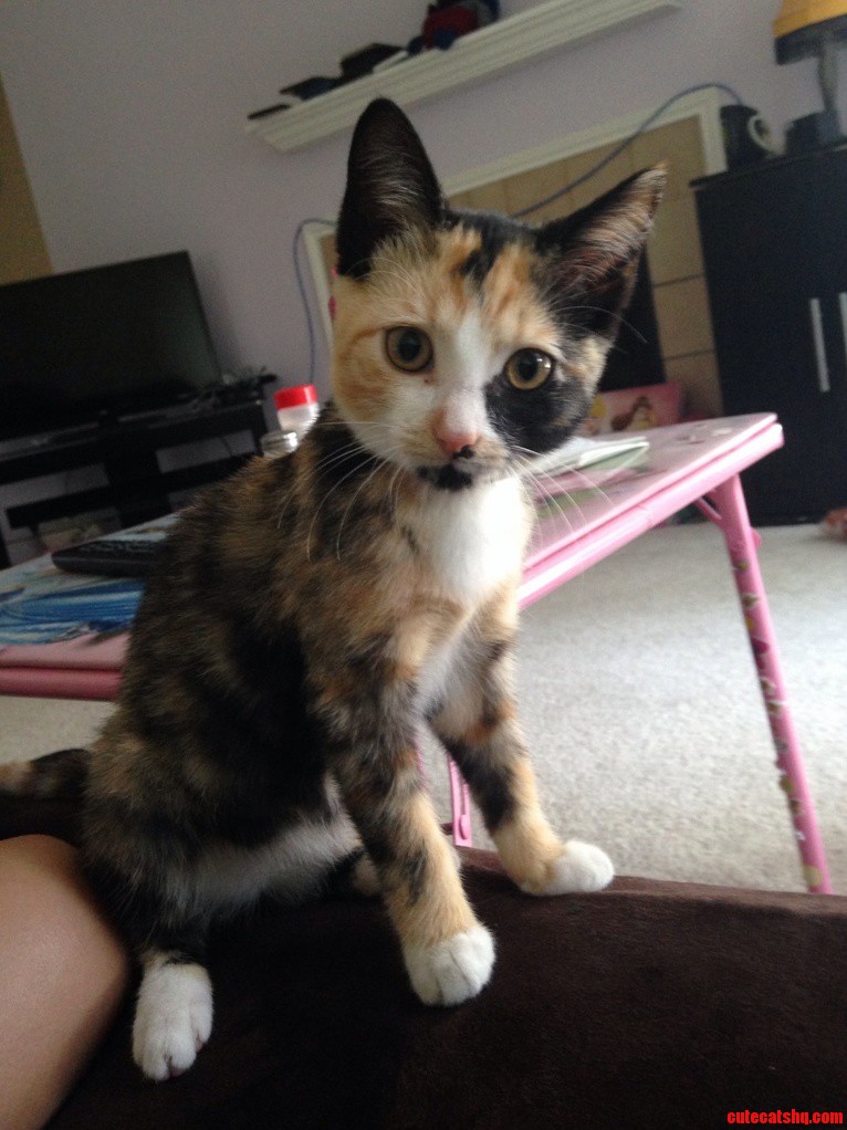 Our Newest Member My Daughter Dubbed Her Feather