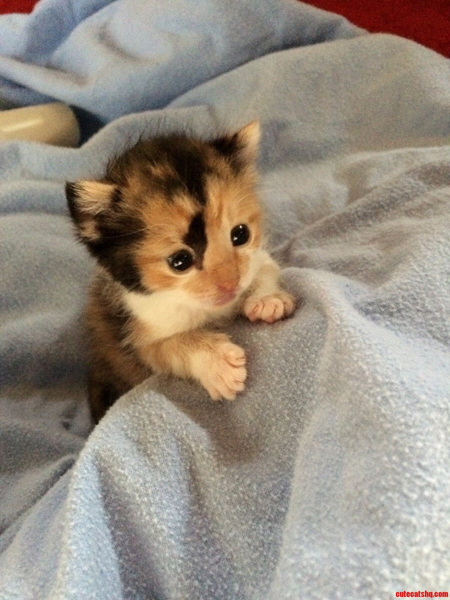 Our Rescue Baby Finally Opened Her Eyes