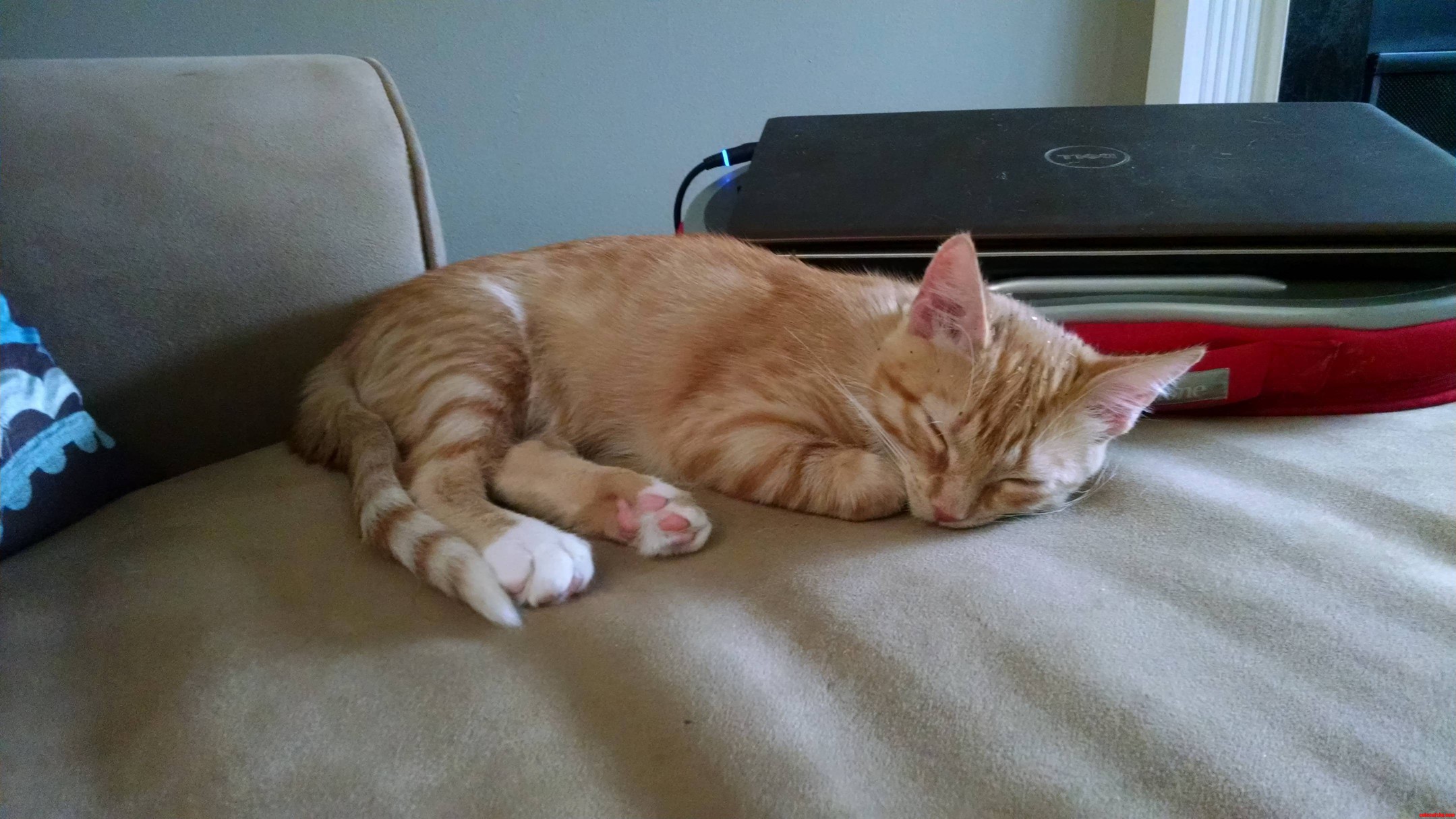 Pekoe Taking a Nap After Playtime