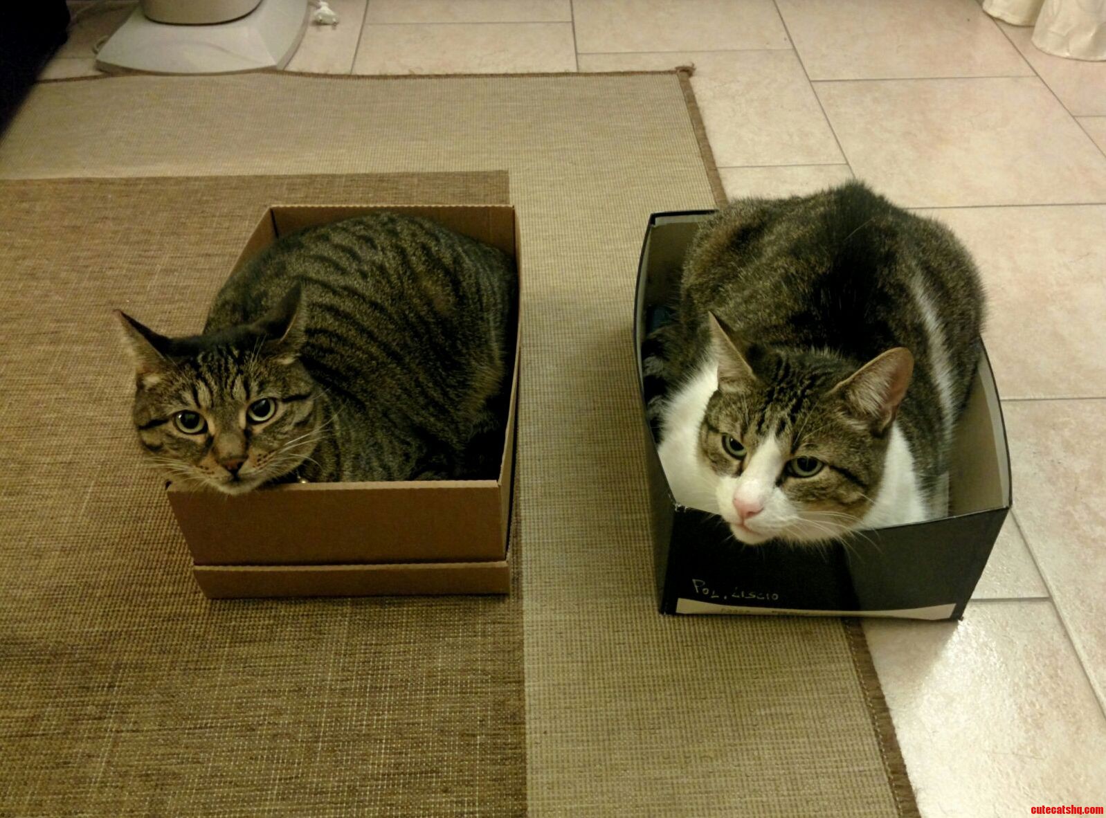 Pixie and Lillone Orderly Chilling Out